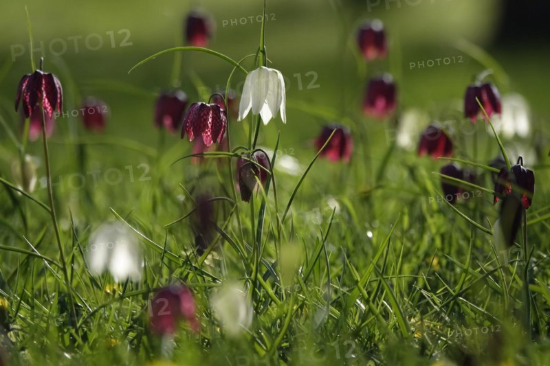 Enchanting chequerboard flowers, April, Germany, Europe