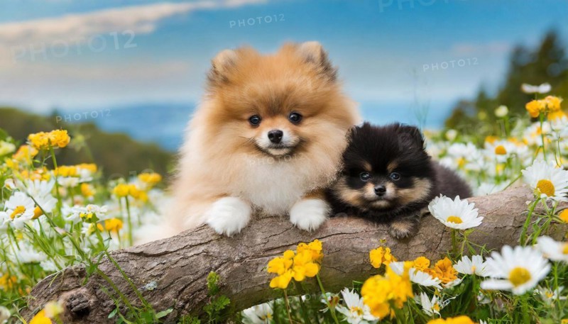 Ai generated, animal, animals, mammal, mammals, a, single animal, dwarf spitz, Spitz, (Canis lupus familiaris), dog, dogs, bitch, Pomeranians, a bitch and a puppy lying on a tree trunk in summer, flower meadow