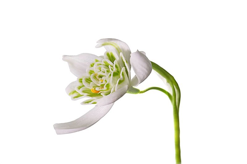 Flower of the double snowdrop (Galanthus nivalis Flore Pleno) on a white background, Bavaria, Germany, Europe