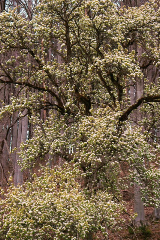 A flowering pear tree (Pyrus communis) in the forest, Neubeuern, Germany, Europe