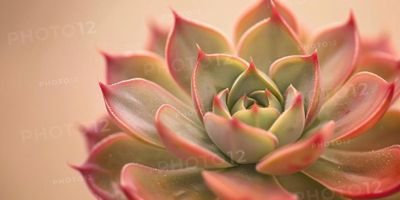 Close up of beautiful Echeveria succulent plant. KI generiert, generiert, AI generated