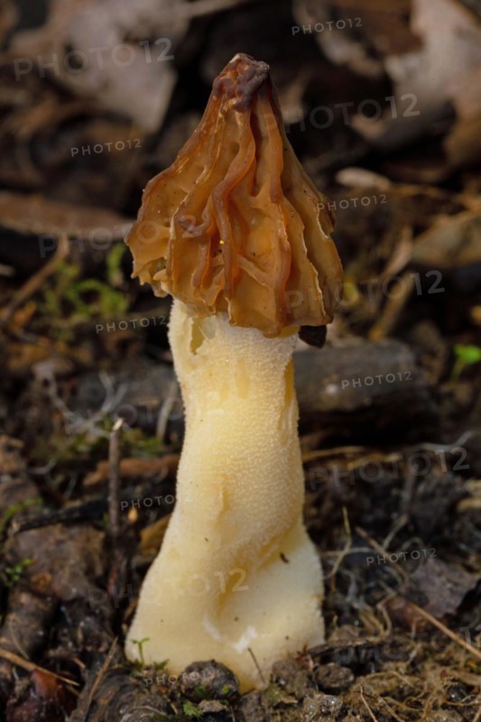 Cap morel Fruit bodies with light brown weblike caps and whitish stalk in soil in front of brown leaves