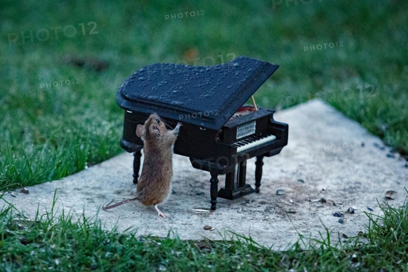 Wood mouse leaning against piano on stone slab in green grass standing right looking up
