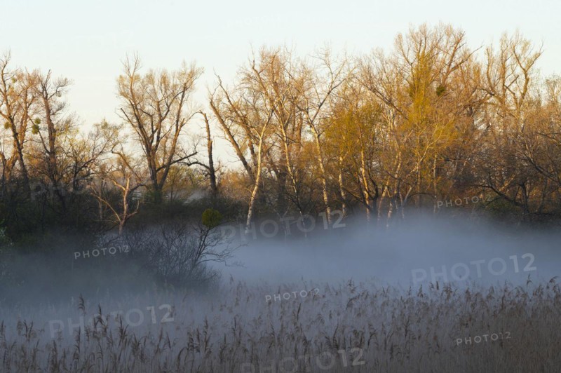 Morning atmosphere, fog, Lower Austria