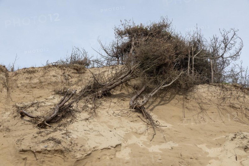 Fallen trees, break-off edge, dunes, LLanddwyn Bay, Newborough, Isle of Anglesey, Wales, Great Britain