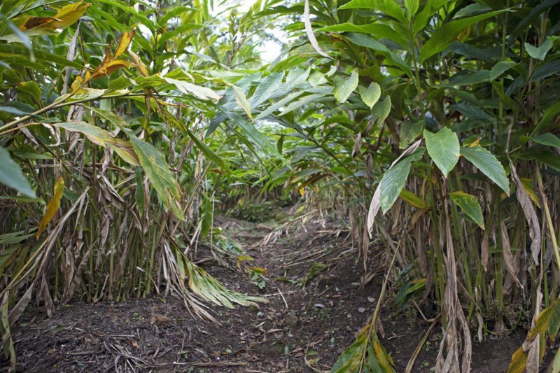 Path through a cardamom plantation, Cadamom Hills, Munnar, Kerala, India, Asia