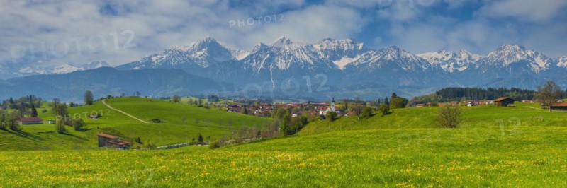 Common dandelion (Taraxacum sect. Ruderalia) in spring, meadow near Rieden am Forggensee, Ostallgaeu, Allgaeu, Bavaria, Germany, Europe
