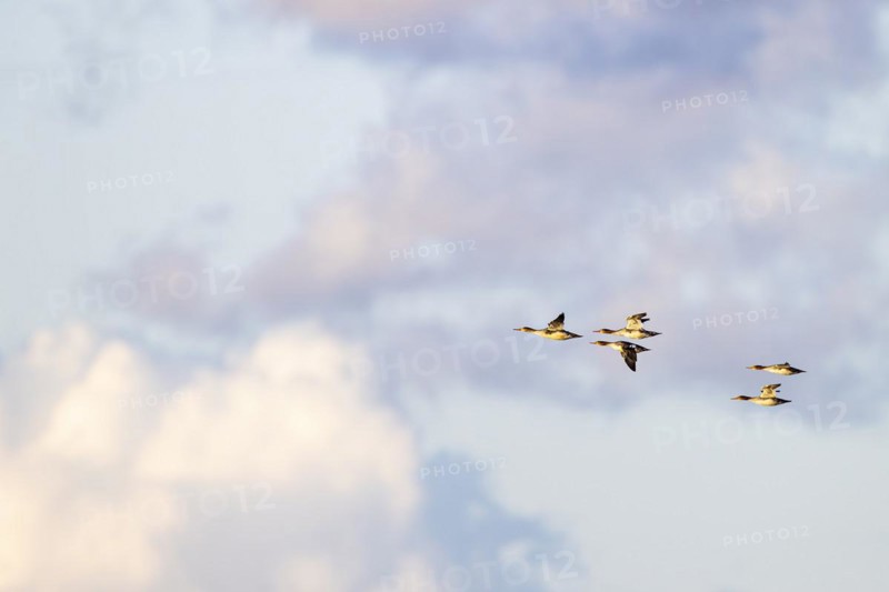 Red-breasted Merganser (Mergus serrator), small flock in flight, Laanemaa, Estonia, Europe