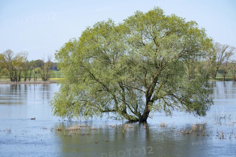 Willow (Salix) standing in the water, Elbe meadows, floodplain landscape, UNESCO Biosphere Reserve River Landscape ELBE, Mecklenburg-Western Pomerania, Germany, Europe