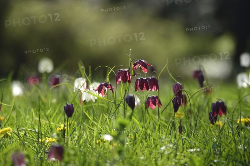 Enchanting chequerboard flowers, April, Germany, Europe