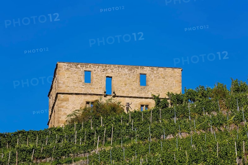 Yburg, Y-Burg, Yberg, Eibenburg, ruins of a hillside castle, historic building, built in the early 14th century, excursion destination, vineyard, Stetten vineyards, plants, Kernen im Remstal, Rems-Murr-Kreis, Baden-Wuerttemberg, Germany, Europe