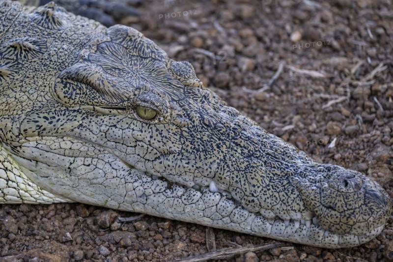 Nile crocodile (Crocodylus niloticus) Mziki Private Game Reserve, North West Province, South Africa, Africa