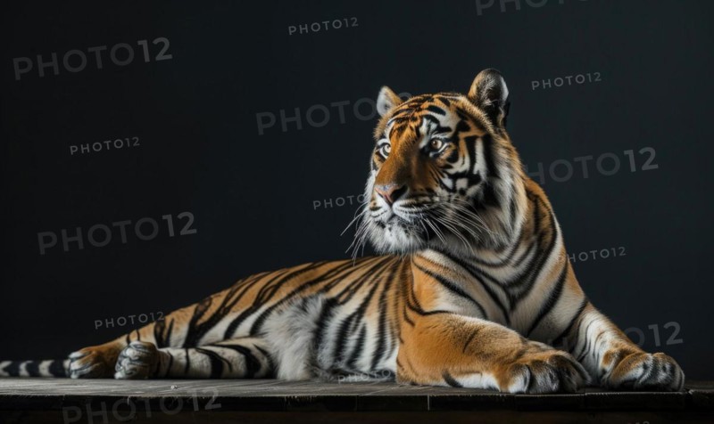 An Amur tiger posed on a platform under studio lights, black background AI generated
