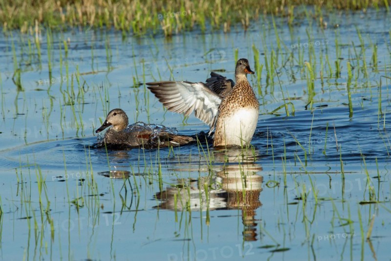 Gadwall two birds with open wings swimming side by side in water looking different