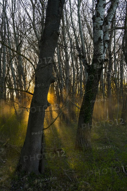 Morning atmosphere, sun, fog, forest, trees, Lower Austria