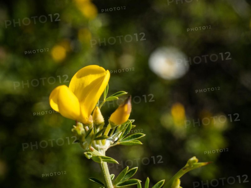 Common gorse (Ulex europaeus), Costa Smeralda, Sardinia, Italy, Europe