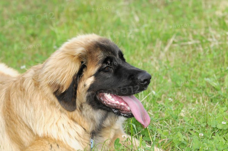 Leonberger Hund, Side view of an attentive dog with tongue sticking out in the grass, Leonberger Hund, Schwaebisch Gmuend, Baden-Wuerttemberg, Germany, Europe