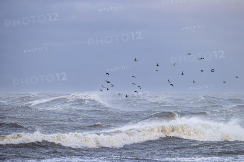 Greater scaup (Aythya marila), small flock in flight over turbulent sea, Laanemaa, Estonia, Europe