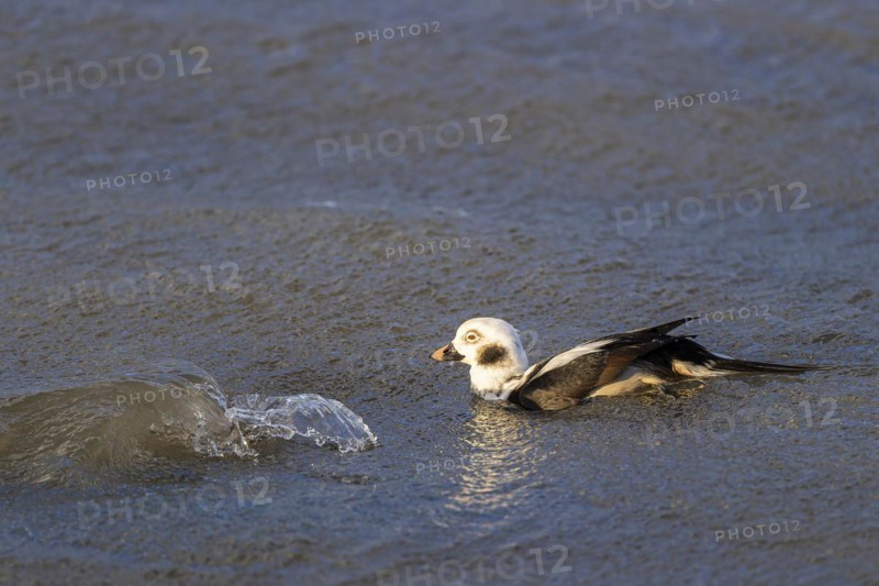 Long-tailed duck (Clangula hyemalis), adult male swimming in the sea, Laanemaa, Estonia, Europe