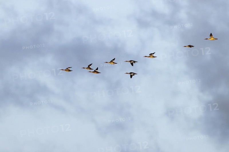 Red-breasted Merganser (Mergus serrator), small flock in flight, Laanemaa, Estonia, Europe