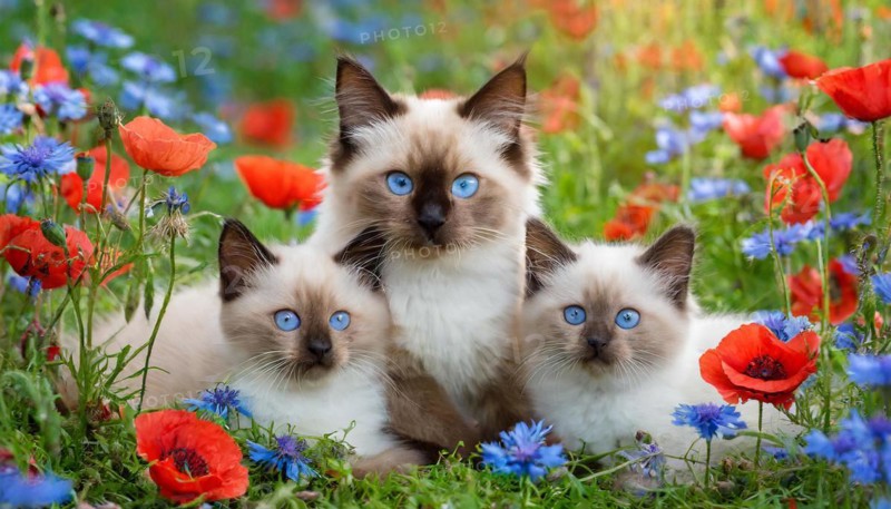 KI generated, animal, animals, mammal, mammals, cat, felidae (Felis catus), a cat and two kittens lying in a meadow, poppies and cornflowers