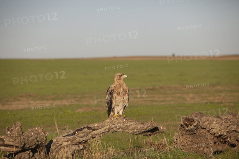 Juvenile Iberian Eagle, Spanish Imperial Eagle (Aquila adalberti) and european magpie (Pica pica), Extremadura, Castilla La Mancha, Spain, Europe