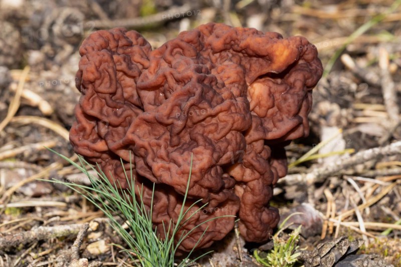Spring Lorikeet maroon brain-like fruiting body in needle litter