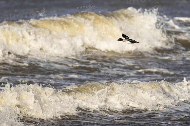 Common goldeneye (Bucephala clangula), adult female in flight in front of a turbulent lake, Laanemaa, Estonia, Europe