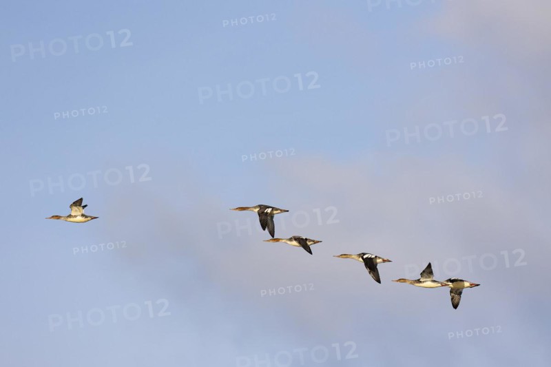 Red-breasted Merganser (Mergus serrator), small flock in flight, Laanemaa, Estonia, Europe