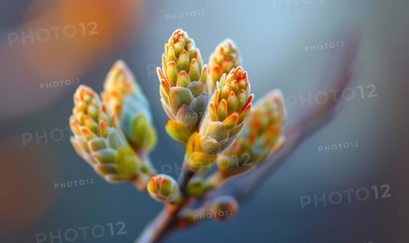 A close-up shot of Mimosa buds just beginning to bloom AI generated