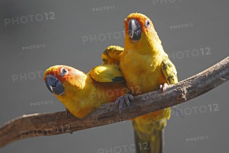 Sun conure (Aratinga solstitialis), Two parrots on a branch looking attentively in different directions