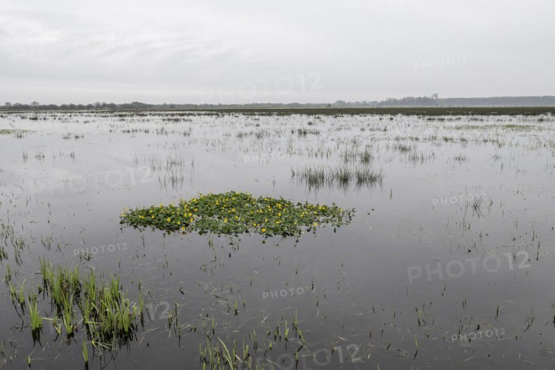 Marsh marigolds (Caltha palustris) in a wet meadow, Lower Saxony, Germany, Europe