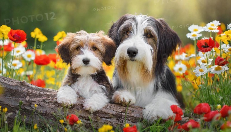 KI generated, animal, animals, mammal, mammals, bobtail, (Canis lupus familiaris), dog, dogs, bitch, dog breed from England, a bitch and a puppy, flower meadow