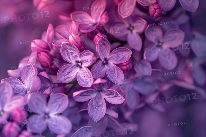 Violet Common Lilac spring flower plant on blurry background. KI generiert, generiert, AI generated