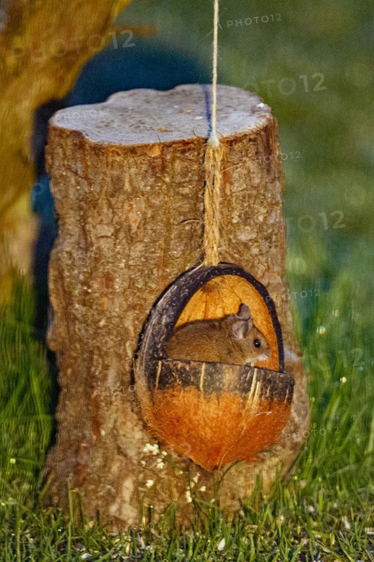 Wood mouse sitting in food bowl in front of tree trunk, looking right