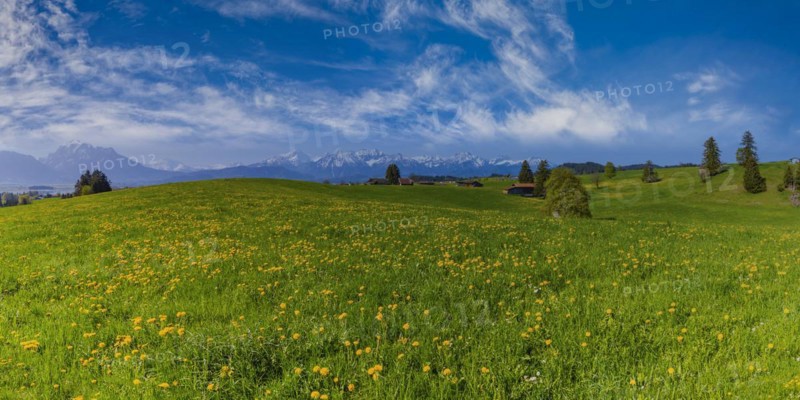 Common dandelion (Taraxacum sect. Ruderalia) in spring, meadow near Rieden am Forggensee, Ostallgaeu, Allgaeu, Bavaria, Germany, Europe