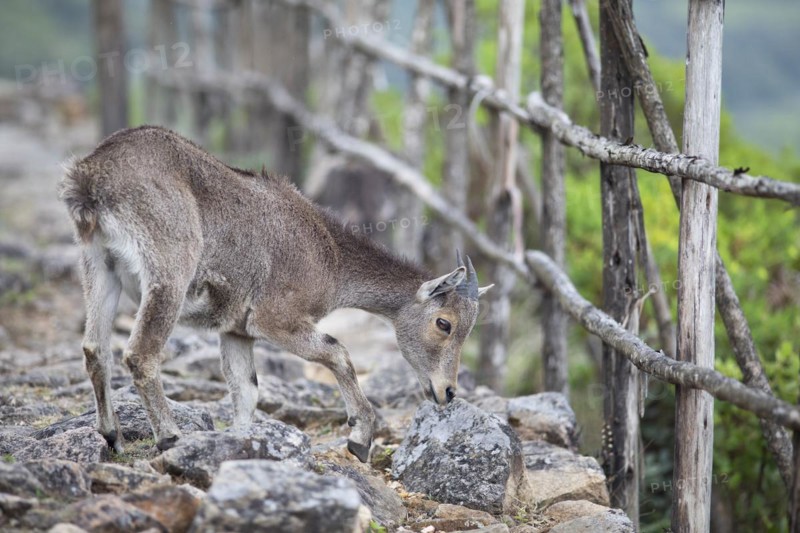 Nilgiri tahr (Nilgiritragus hylocrius, until 2005 Hemitragus hylocrius) or endemic goat species in Eravikulam National Park, juvenile, Kannan Devan Hills, Munnar, Kerala, India, Asia