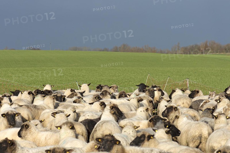 Black-headed domestic sheep (Ovis gmelini aries) waiting in the pen for the new pasture, Mecklenburg-Vorpommern, Germany, Europe