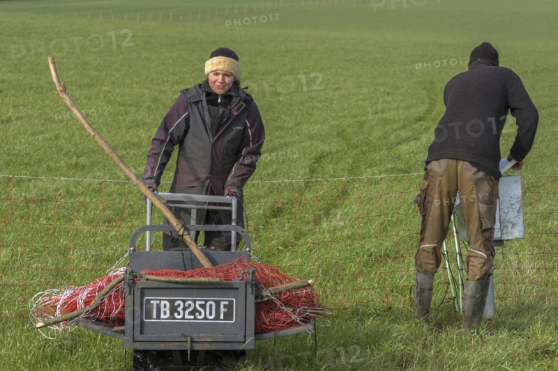 Shepherd and his daughter fence a new pasture with a solar panel for the electric fence, Mecklenburg-Western Pomerania, Germany, Europe