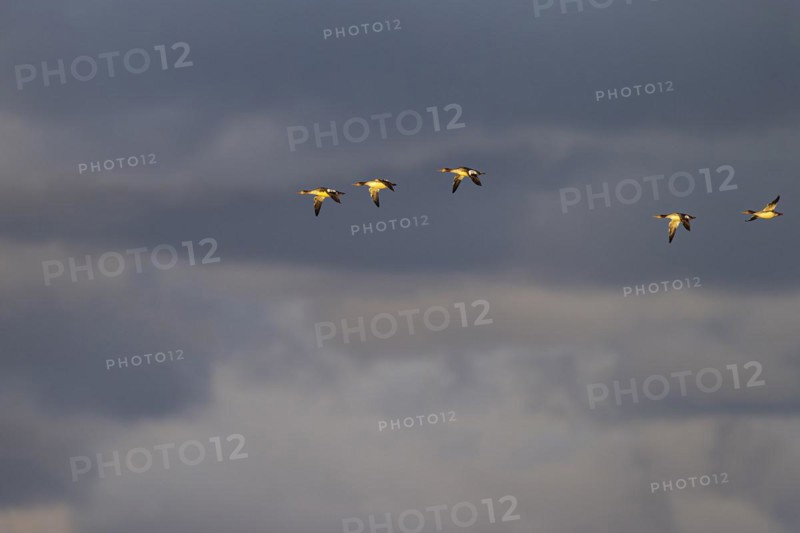 Red-breasted Merganser (Mergus serrator), small flock in flight in front of dark clouds, Laanemaa, Estonia, Europe