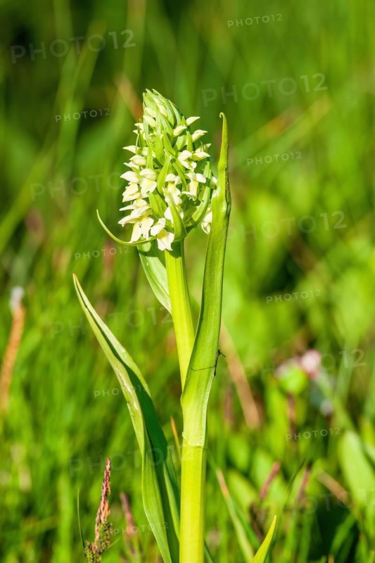 Yellow early marsh-orchid (Dactylorhiza incarnata subsp. ochroleuca) in bloom on a wet meadow