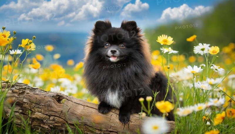 Ai generated, animal, animals, mammal, mammals, a, single animal, dwarf spitz, Spitz, (Canis lupus familiaris), dog, dogs, bitch, Pomeranians, a black dwarf spitz lies on a tree in a flower meadow