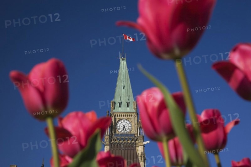 Close-up of Peace Tower with clock face through red Tulipa, Tulips in spring, Parliament Hill, Ottawa, Ontario, Canada, North America