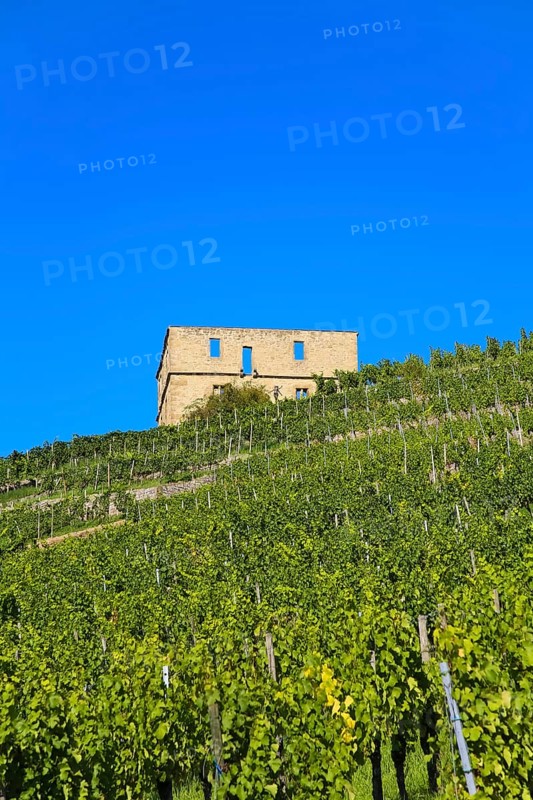 Yburg, Y-Burg, Yberg, Eibenburg, ruins of a hillside castle, historic building, built in the early 14th century, excursion destination, vineyard, Stetten vineyards, plants, Kernen im Remstal, Rems-Murr-Kreis, Baden-Wuerttemberg, Germany, Europe