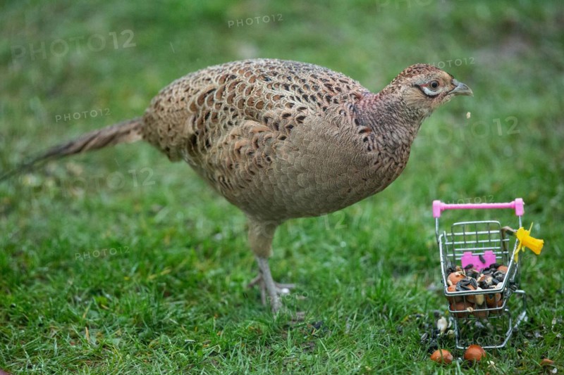 Female pheasant standing next to shopping trolley in green grass, looking right