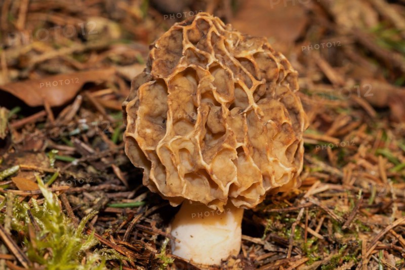 Brown honeycomb-like fruiting body in coniferous litter and green moss