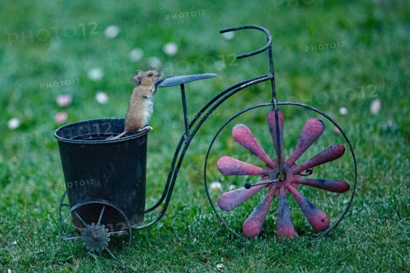 Wood mouse on pot of bicycle standing in green grass looking up right
