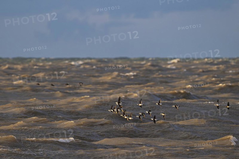 Long-tailed duck (Clangula hyemalis), small flock in flight over turbulent sea, Laanemaa, Estonia, Europe