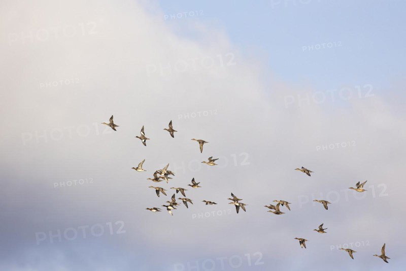 Gadwall (Anas strepera) and wigeon (Anas penelope), small flock in flight, Laanemaa, Estonia, Europe