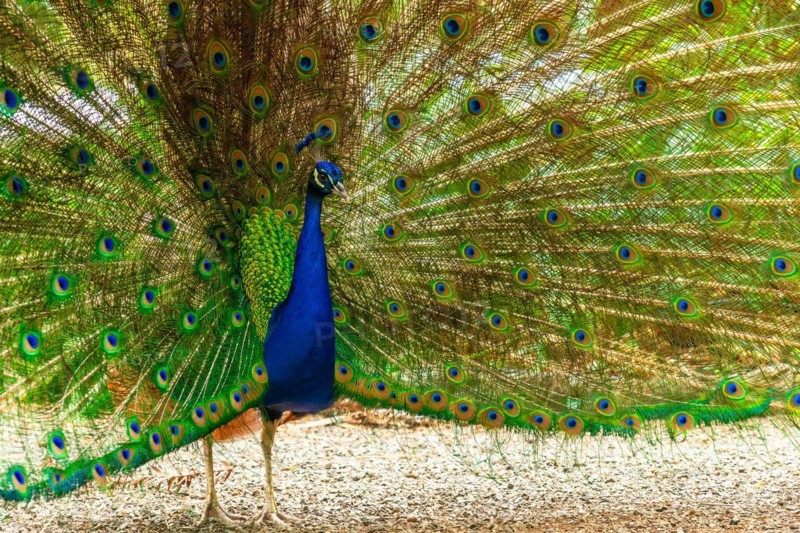 Detail of a male Indian peacock open because he is in heat looking for females